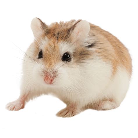 roborovski hamster price|dwarf russian hamsters for sale.